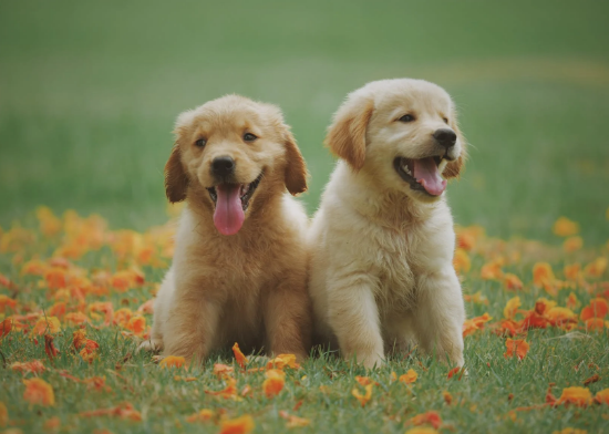 puppy